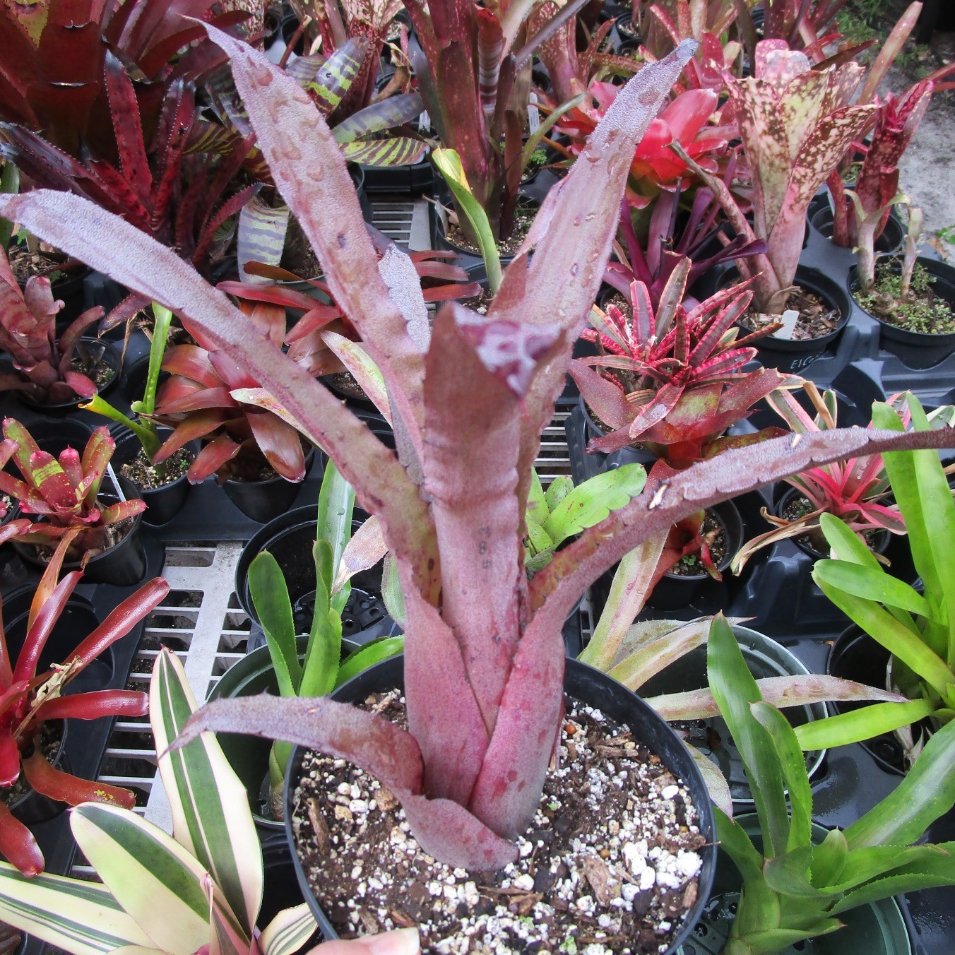 BUY 4 SAVE 15% BROMELIAD Hohenbergia ‘PENNAE X LEMEI Pink Clone’ 2ND for Sale