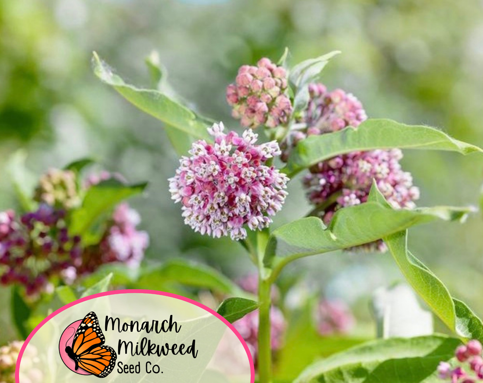 BULK COMMON MILKWEED SEEDS | Monarch Butterfly Native Flower, Asclepais Syriaca