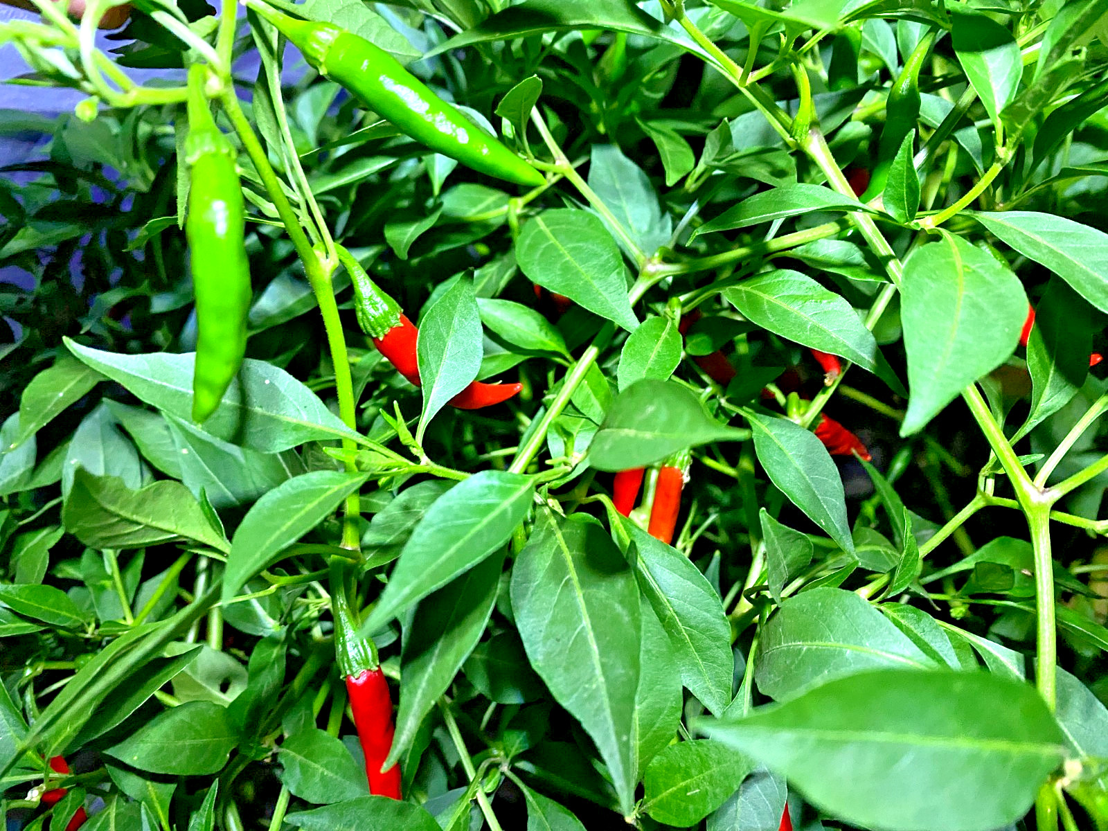 RARE✿ Heirloom Korean Dark Green Hot Chili Pepper 15+ Seeds ●Early