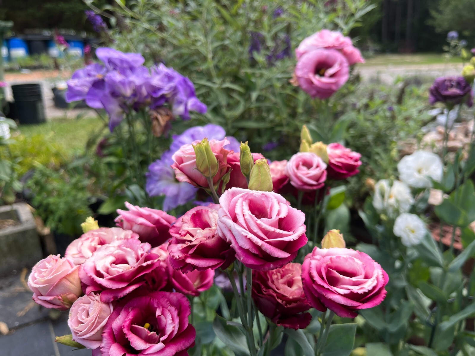 Lisianthus Live Plant, Healthy Starter, Mother’s Day Edition