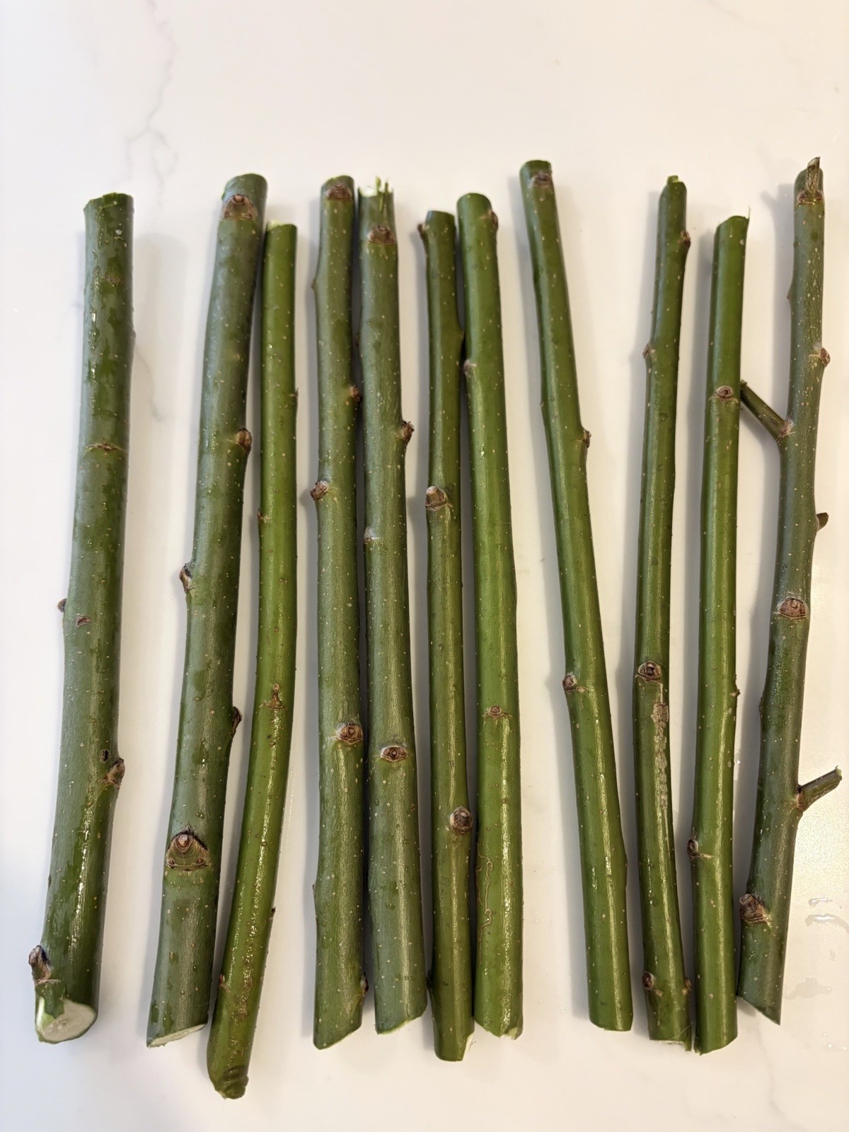 20 Austree Hybrid Willow Tree Cuttings Freshly Harvested After Order is Placed