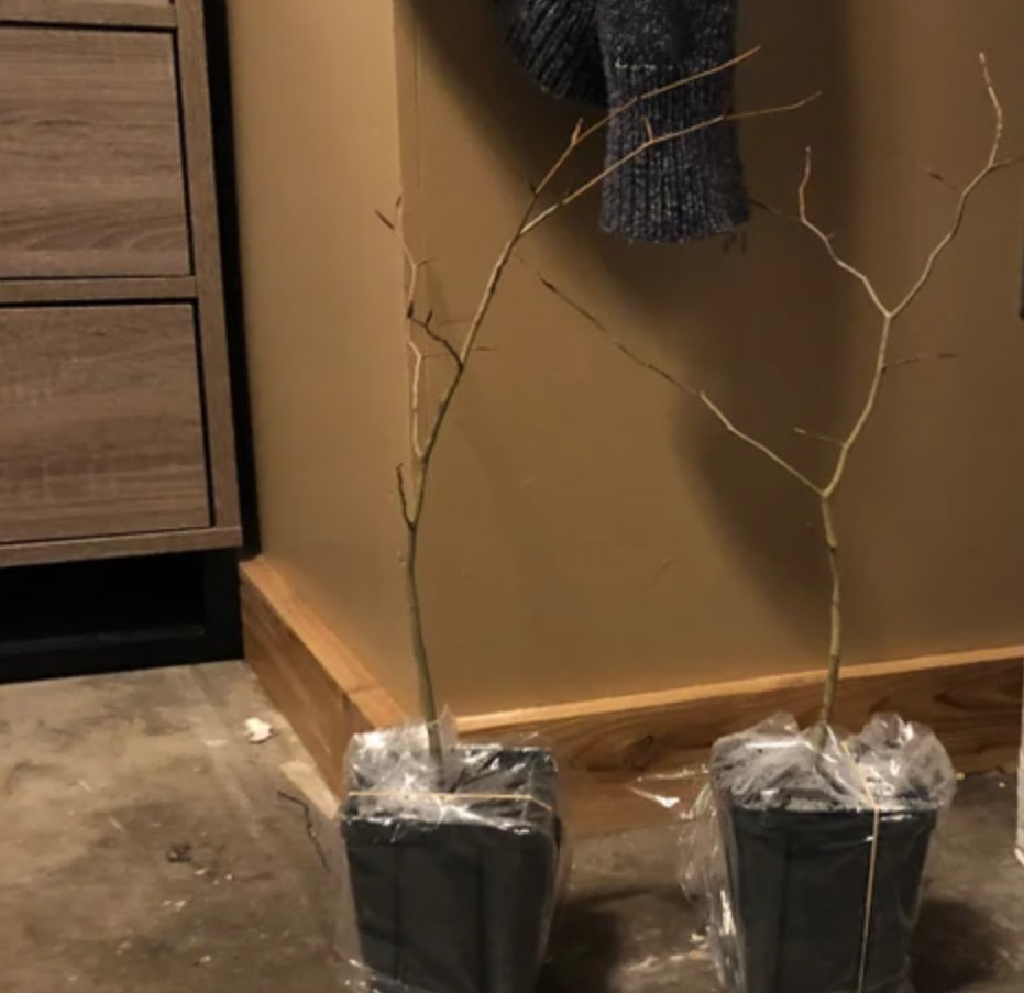 2 Live American Hornbeam Plant – 12” Tall – 4” Pot – Native Shade Tree