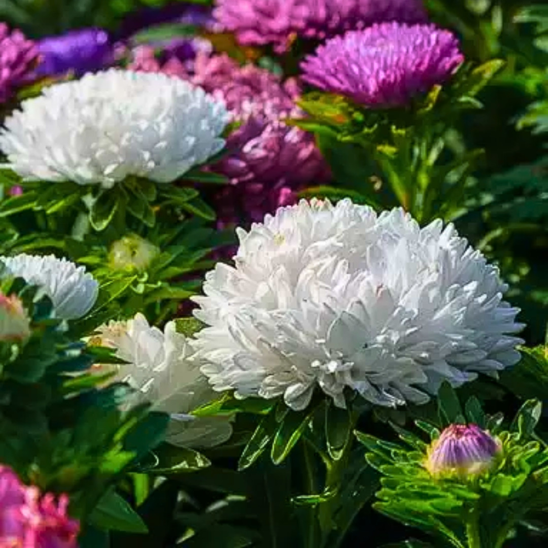 Fresh Powder Puff China Aster Seed Mix | Heirloom Non-GMO | Fresh Flower Seeds