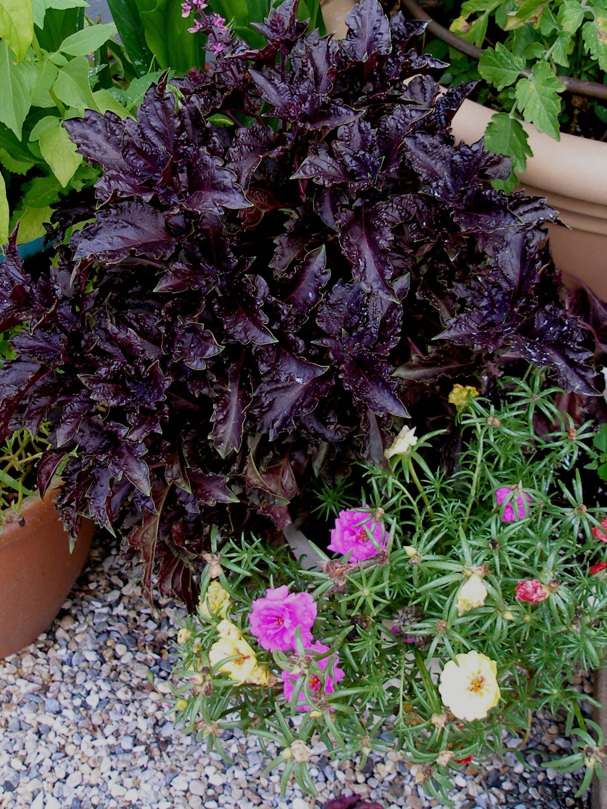 300+ seeds PURPLE DARK OPAL BASIL Ocimum basilicum ‘Dark Opal’