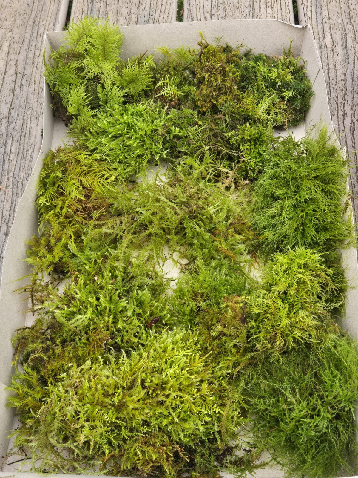 Live Fresh Moss (2) Gallon Size Bags~Terrarium Potted Plants Reptiles/Frogs