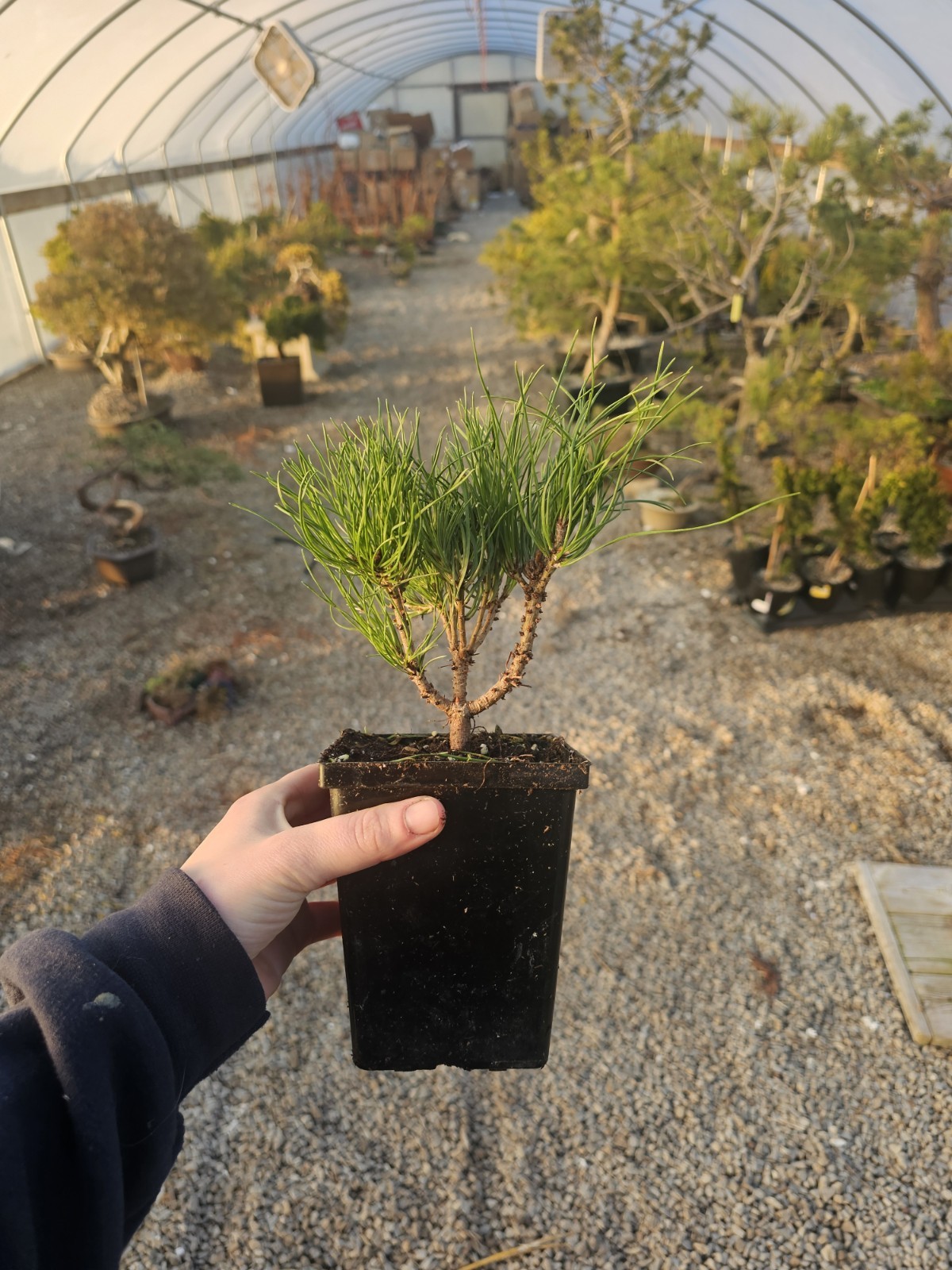 Mugo Pine Bonsai Prebonsai Tree Shohin Start In 4″ Plastic Pot