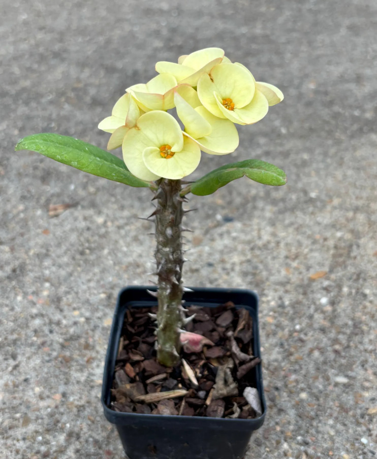 Yellow Crown of Thorns – Euphorbia milii Floral Yellow – Live Plant in 4″ Pot