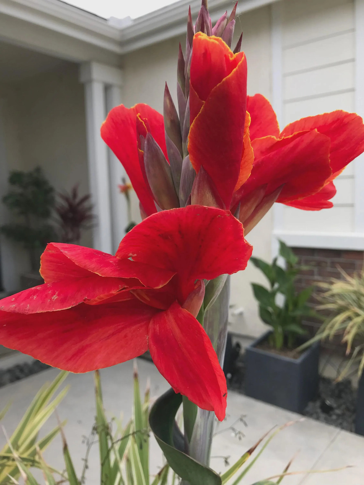 Red Canna Lily ‘President’ Rhizomes – Striking Tropical Blooms – 4-Rhizomes