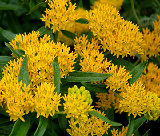 BUTTERFLY WEED HELLO YELLOW Asclepias Tuberosa – 25 Seeds