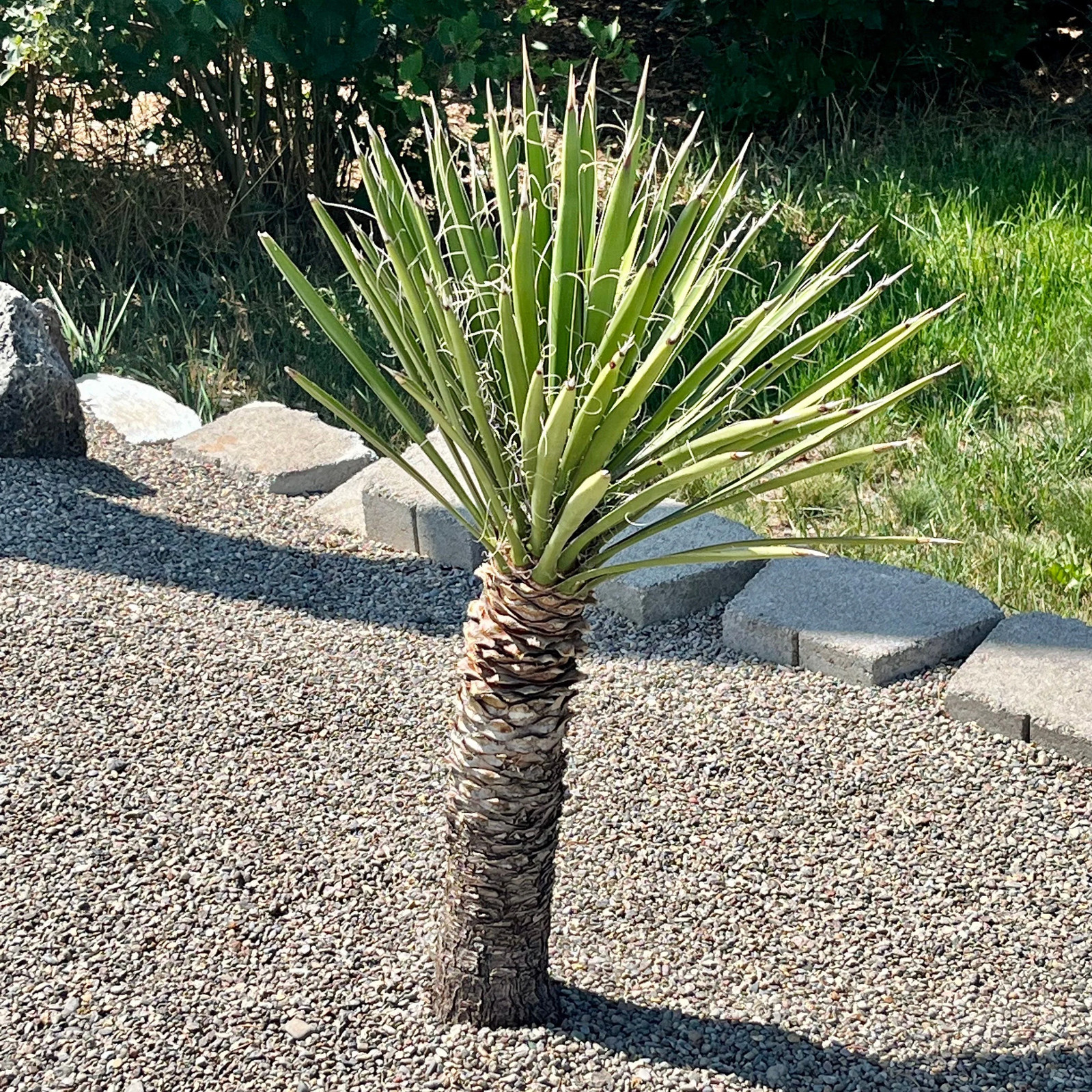 Yucca filifera ‘Mexican Tree Yucca’ Oregon COLD HARDY