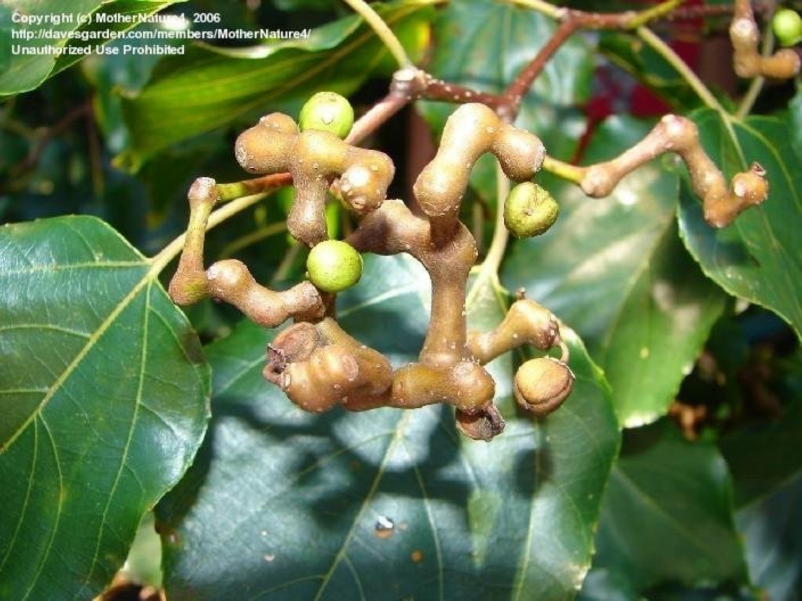 8-12″ tall Japanese Raisin Tree (Hovenia dulcis) plant