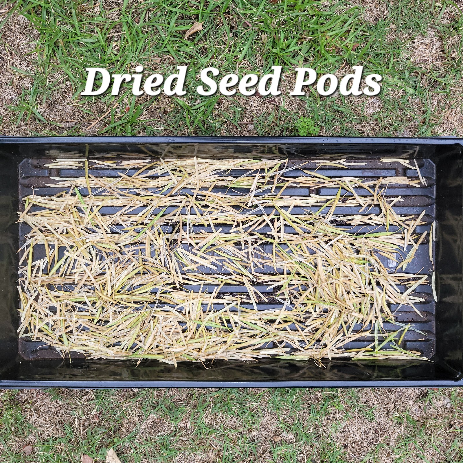 Organic Collard Green Heirloom Seeds, Fresh USA Grown Seeds, Non GMO Collards