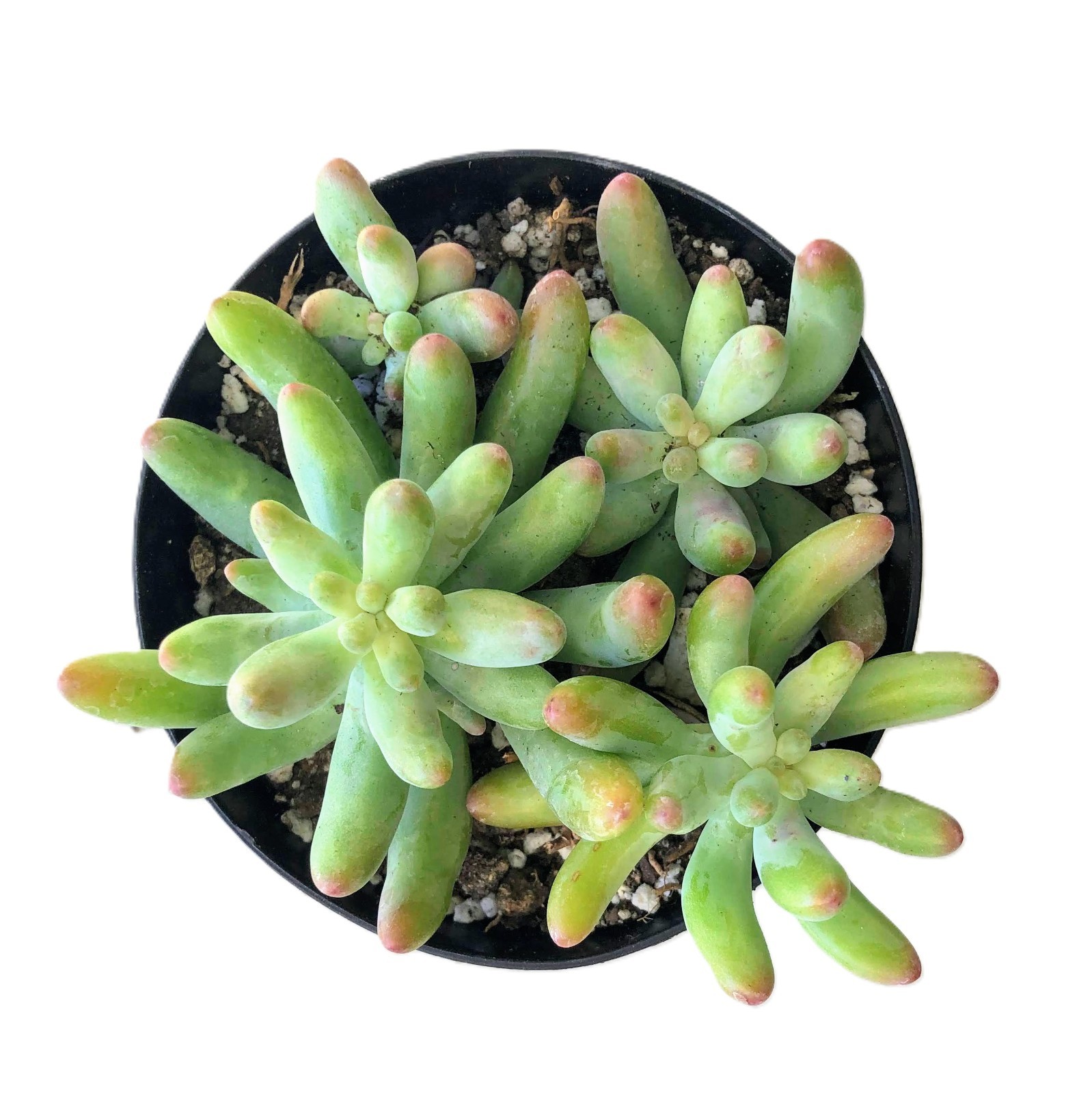 Sedum Blue Jelly Bean – Blue Green Bean Shaped Succulent | Rare Frosted Easy Car