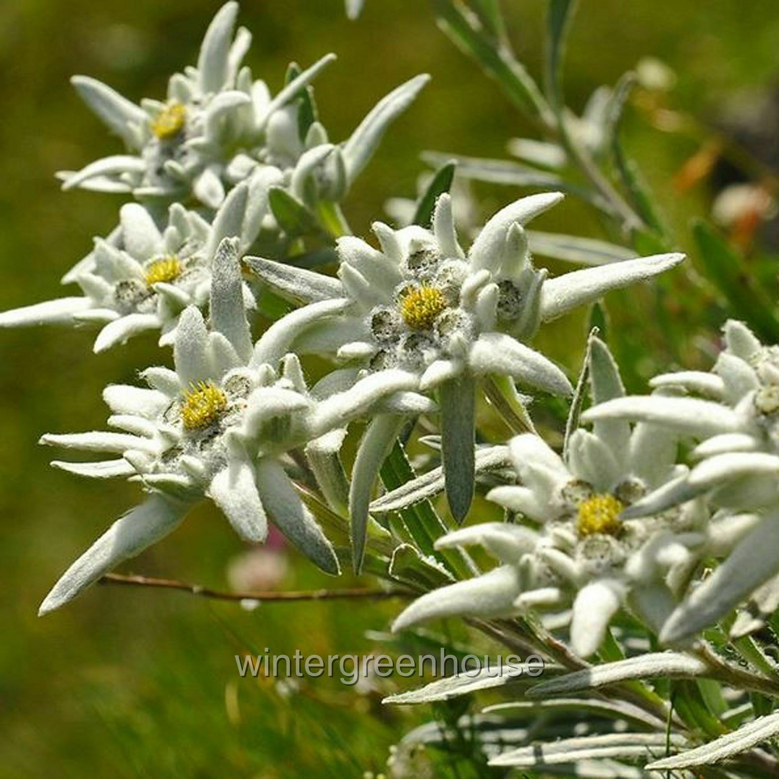 Leontopodium alpinum, Edelweiss, Container Size: 3″ (2.6×3.5″)