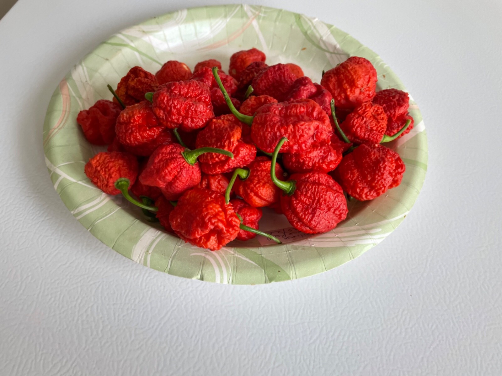 50+ Red Carolina Reaper Chili Pepper Seeds World Record Hot Peppers
