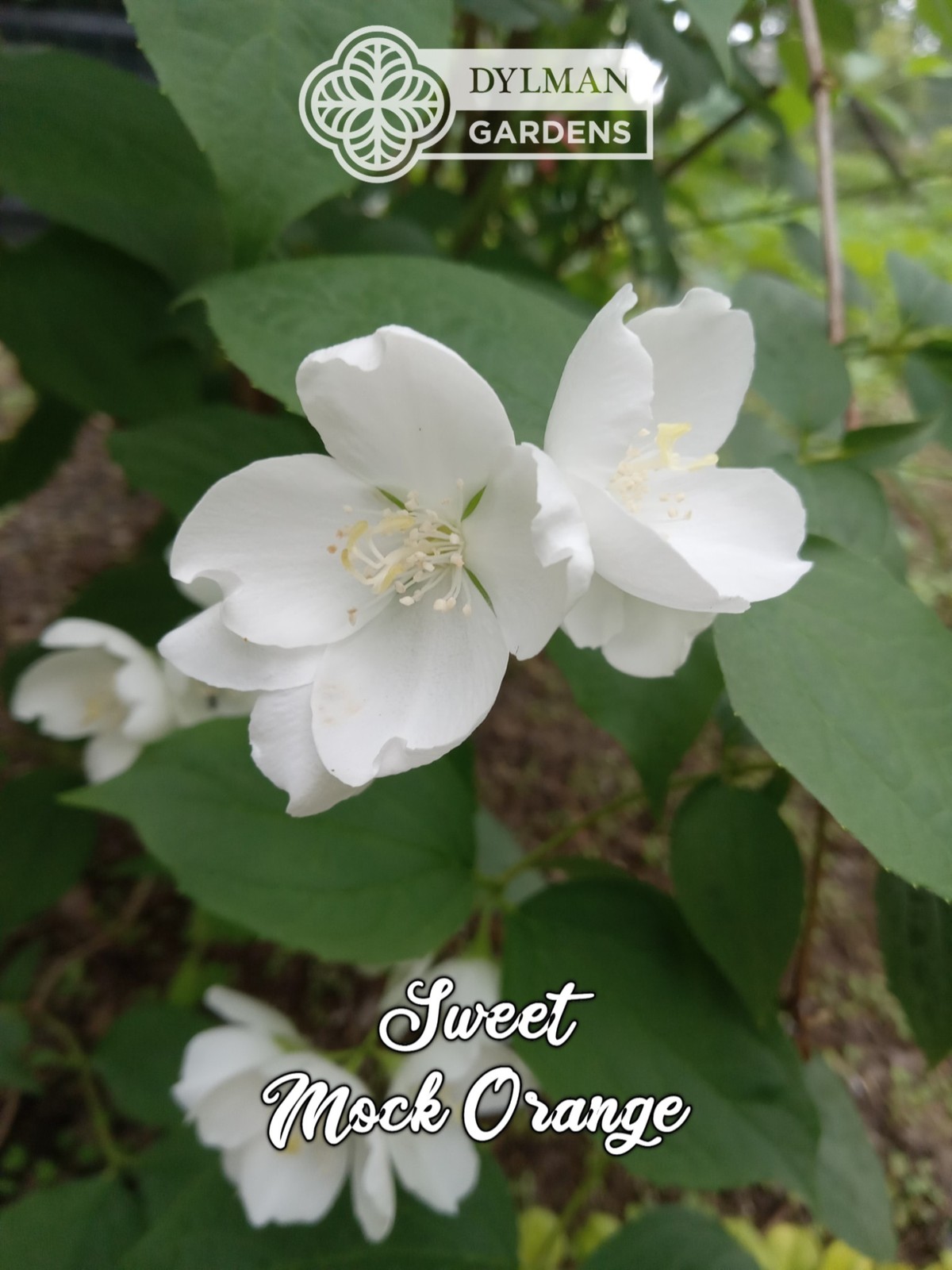 Sweet Mock Orange (Philadelphus coronarius) Fragrant Mockorange – Multiple Sizes