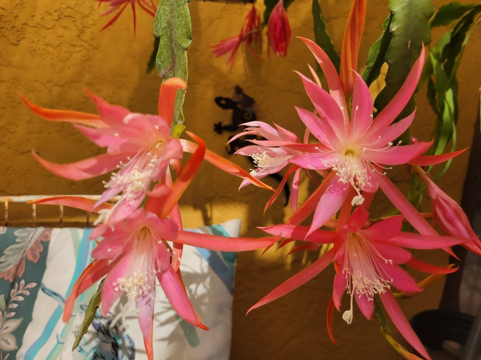 Fruhlingsrauchen Epiphyllum Unrooted Cuttings – 8 to 10 inches long