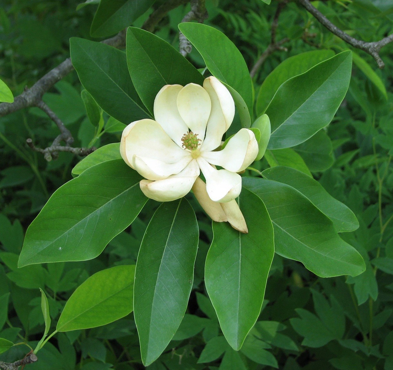 Live Evergreen Sweetbay Magnolia Tree Well Rooted 1-3yo 10-30″+tall Plant