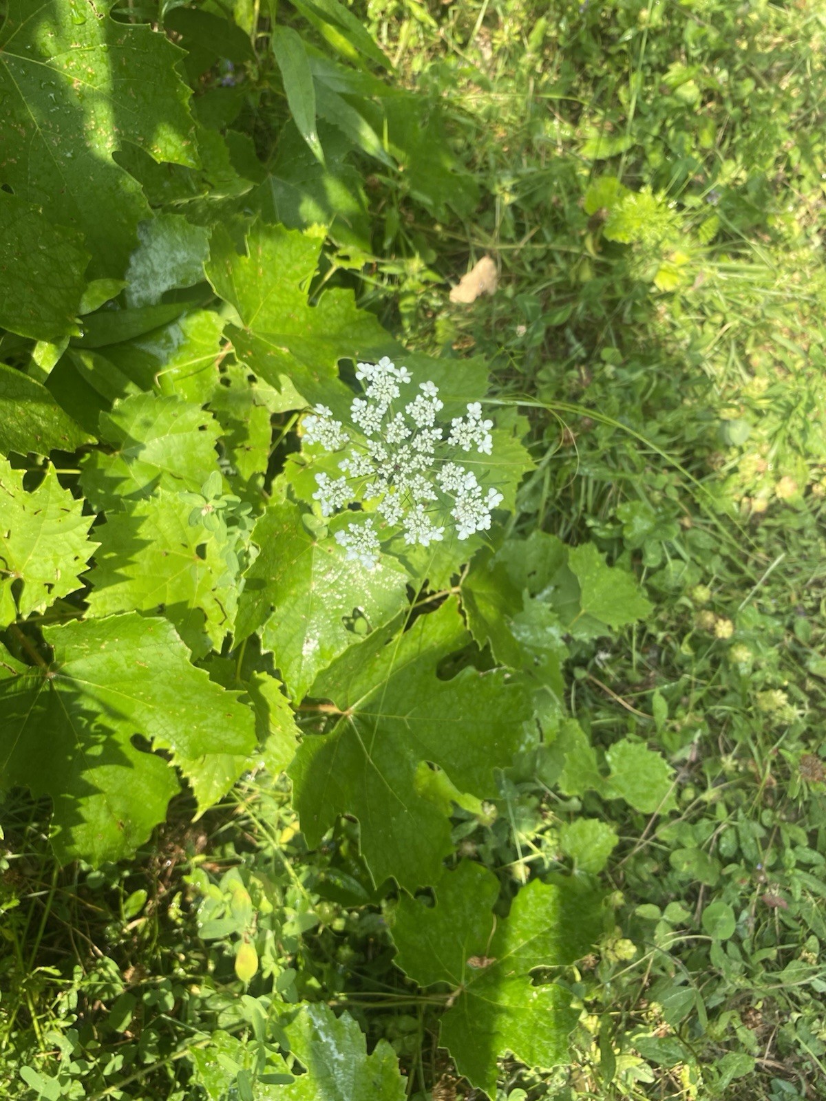 Maine Grown Wild Carrot / Queen Anne’s Lace, Daucus carota – 3 Bare Root Plants