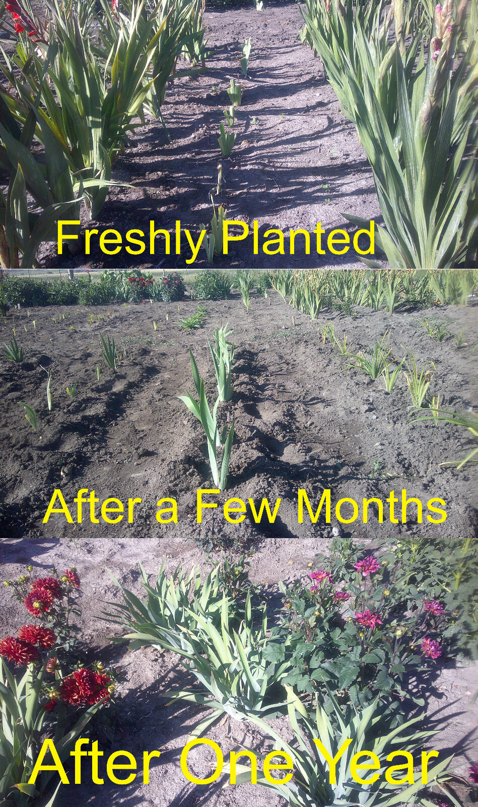 Zebra White Green Tall Bearded Iris Freshly Dug 1 starter plant