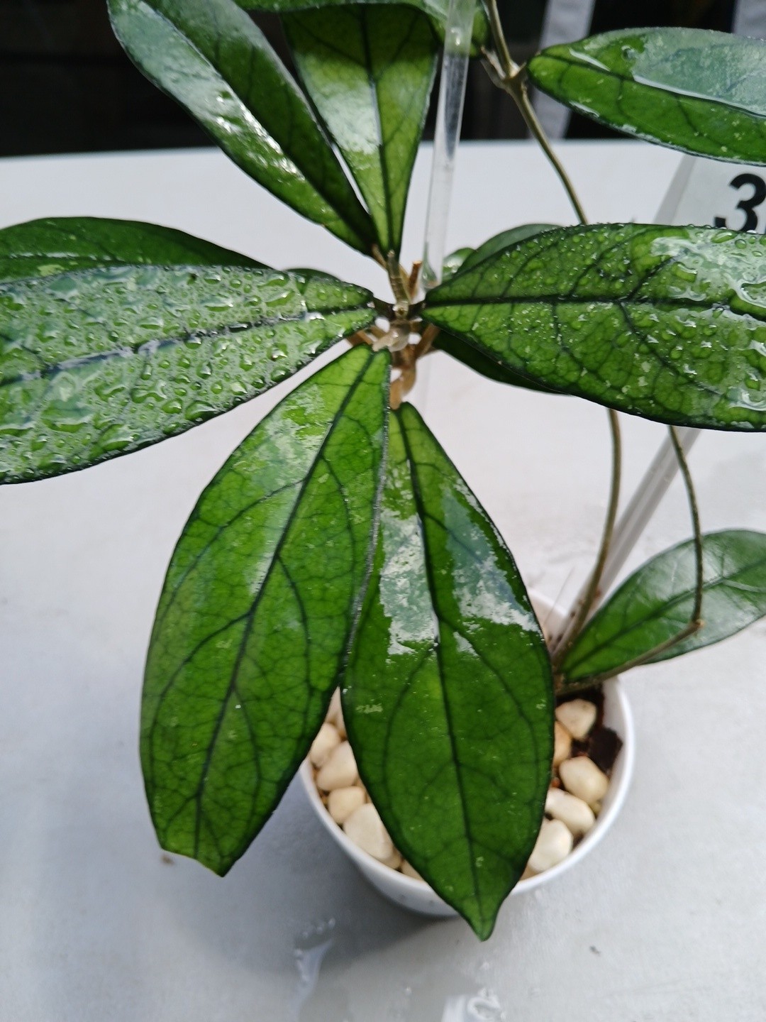 #360- Hoya CRASSIPETIOLATA Green LIVE PLANT,