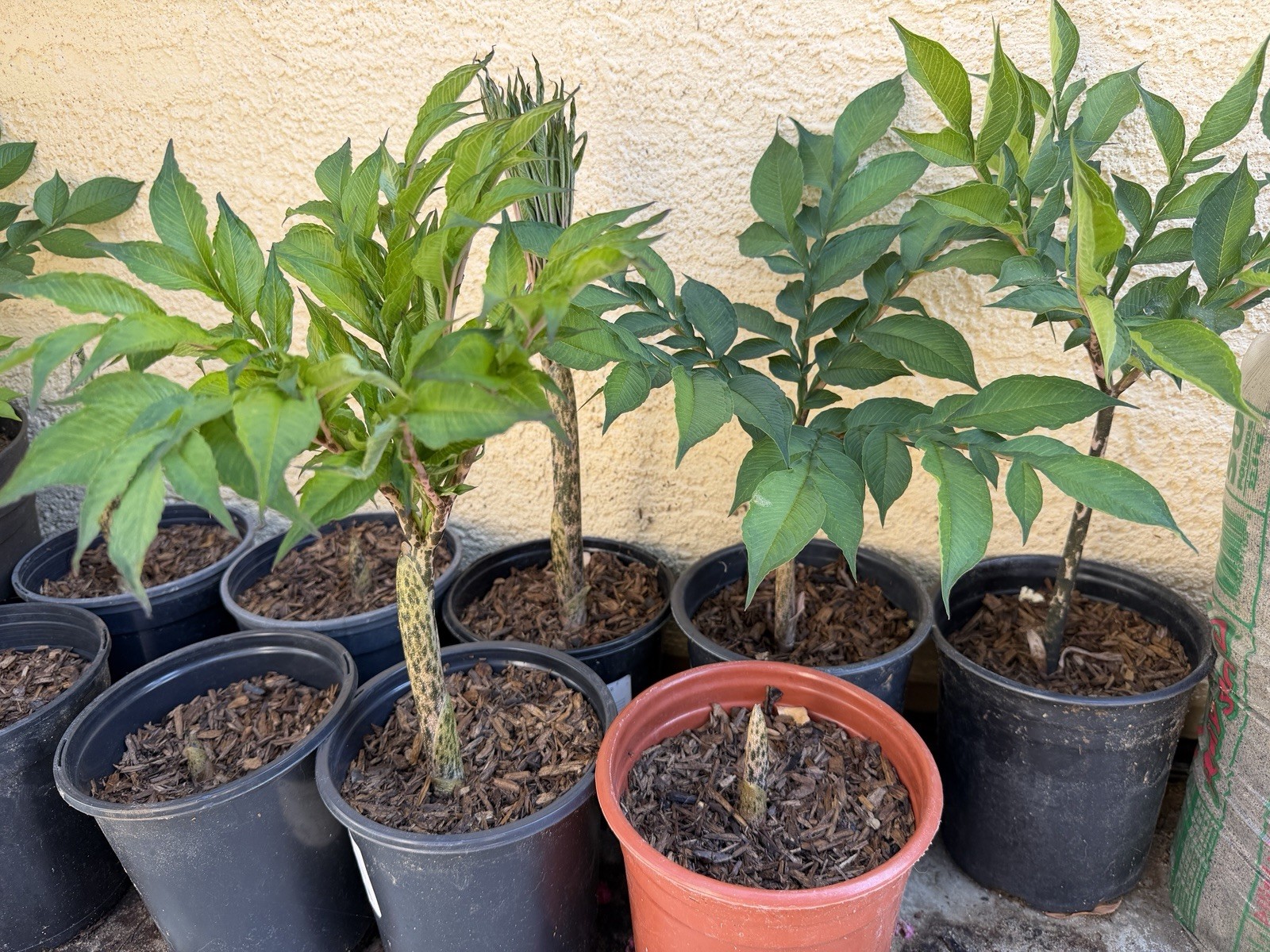 Amorphophallus Konjac One Gallon Pot Corpse Lilly