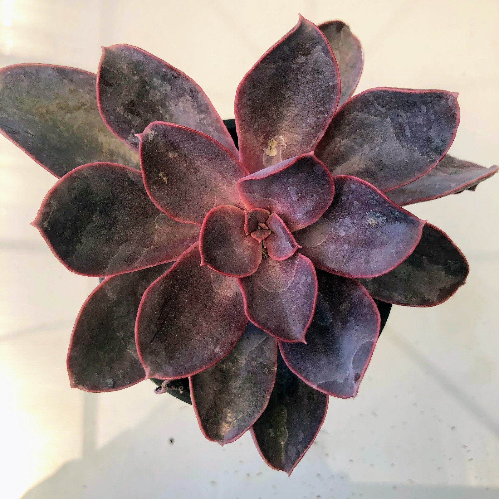 Echeverias 4 Variety– Each in 2″ or 4″ Pots Rosette, Vibrant Drought Succulents