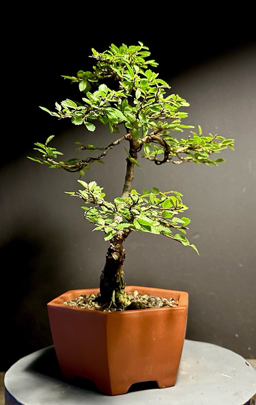 Bonsai Tree Cork Bark Chinese Elm From Root Cutting 13” tall Quality Chinese Pot