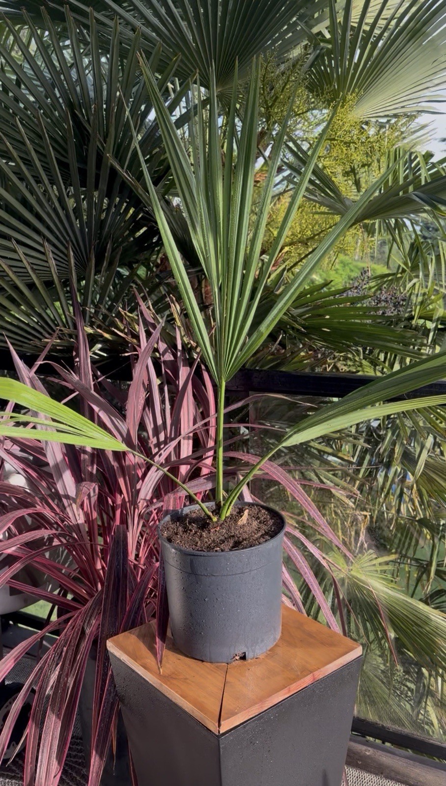 LIVE -4 Degrees Cold Hardy Palm – Snow/Ice Resilient-Shade Tolerant -Sabal Minor