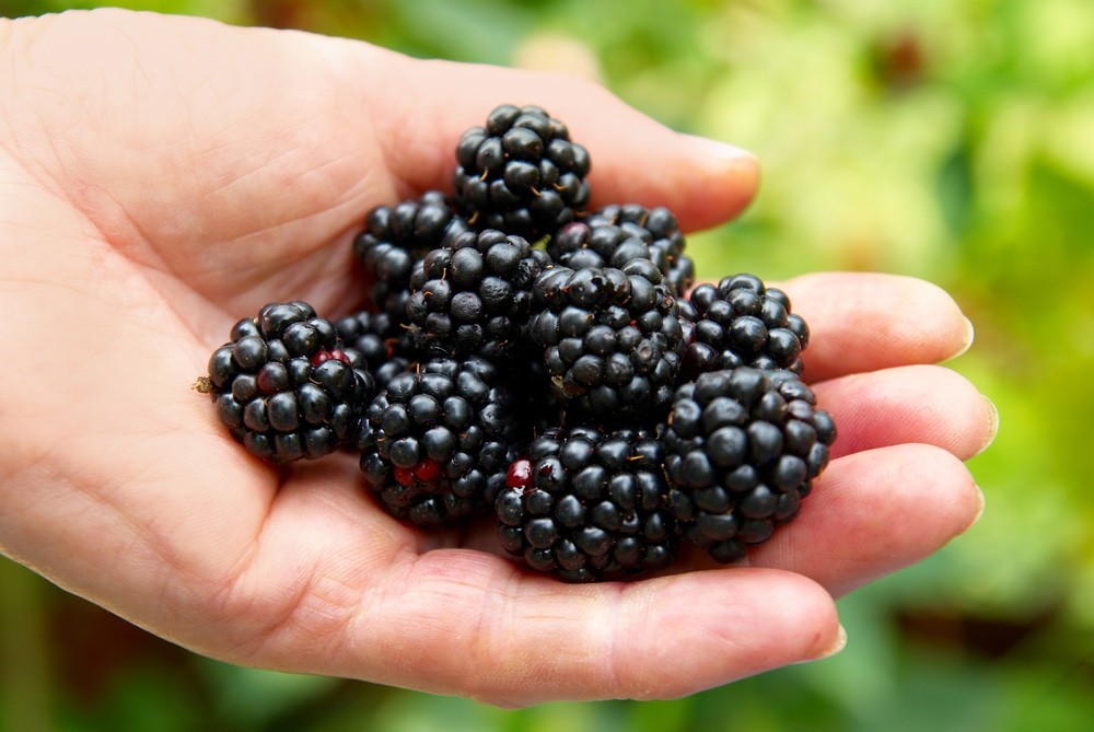 10 Ponca Blackberry – Thornless Rubus fruticosus – Starter Plugs