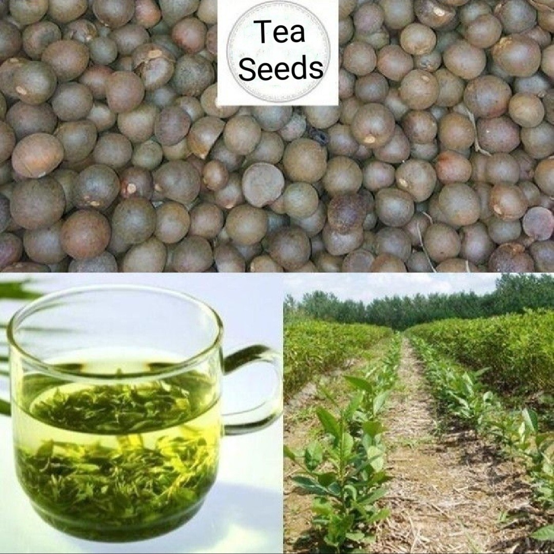 25 Camellia Seeds Camellia sinensis Chinese Green Tea Seeds Tea Plant Edible Flo