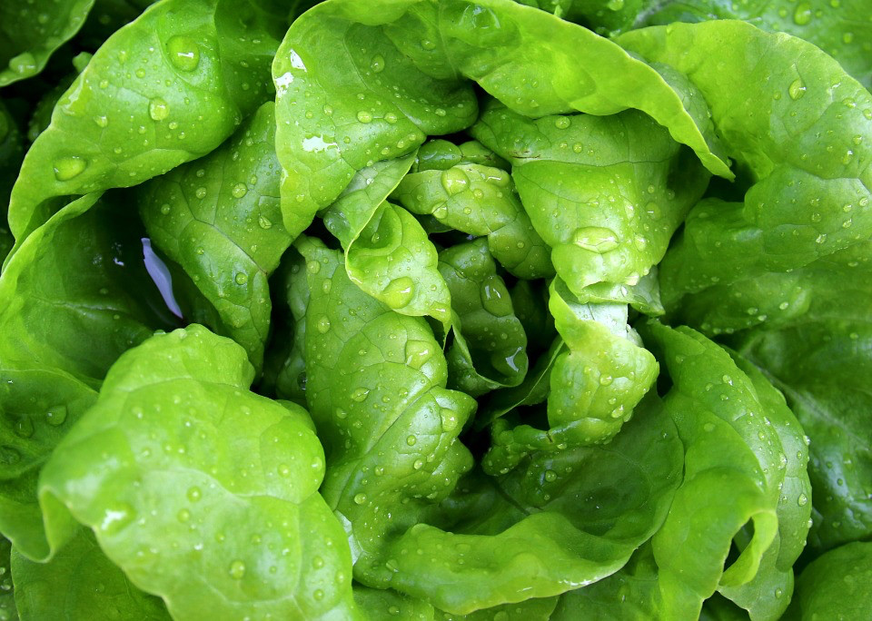 600+TOM THUMB Seeds Romain Leaf Lettuce Organic Spring Fall Garden Container