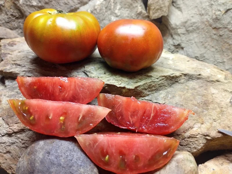 10 SEEDS Maralinga DWARF Variety Tomato ORGANIC DTP
