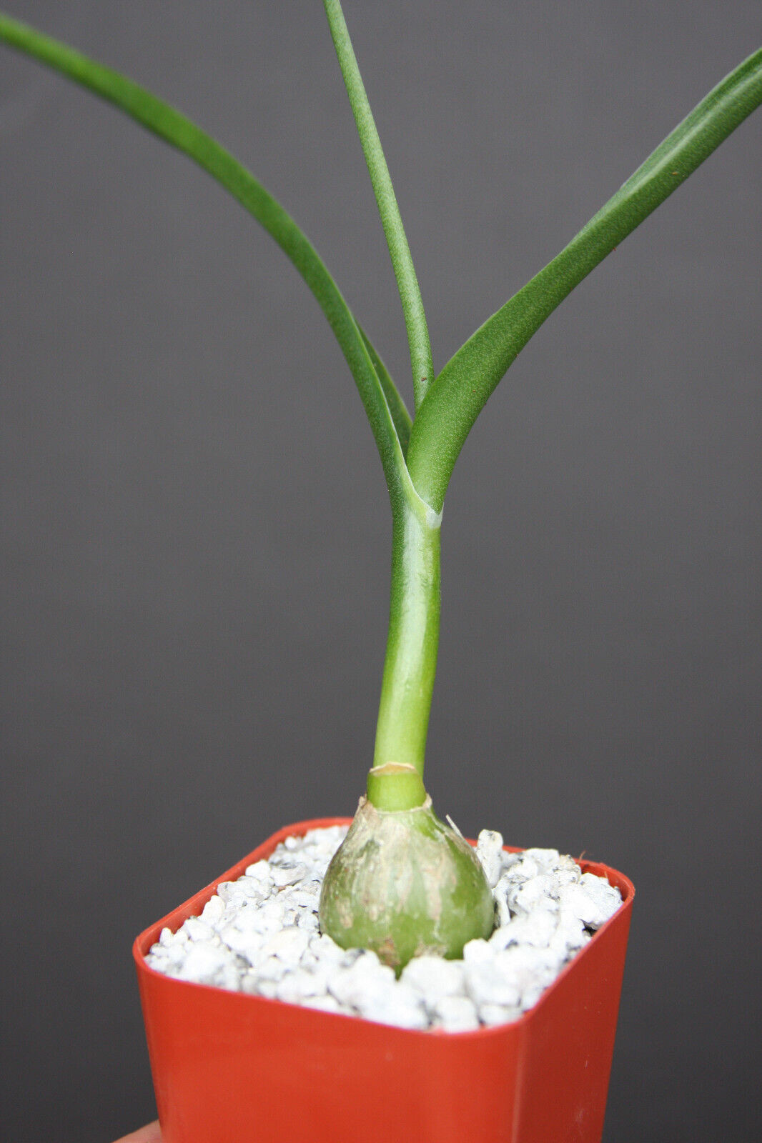 ONE SEEDLING Pregnant Onion ornithogalum caudatum rare succulent bulb False Sea