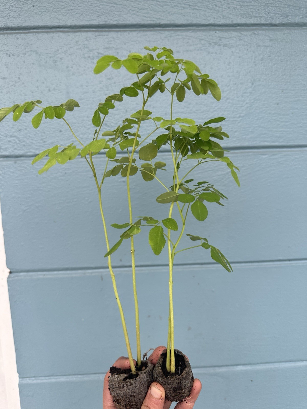 2 Live Moringa Seedlings Fast Growing Outdoor Full Sun Green Plants 2 Pack