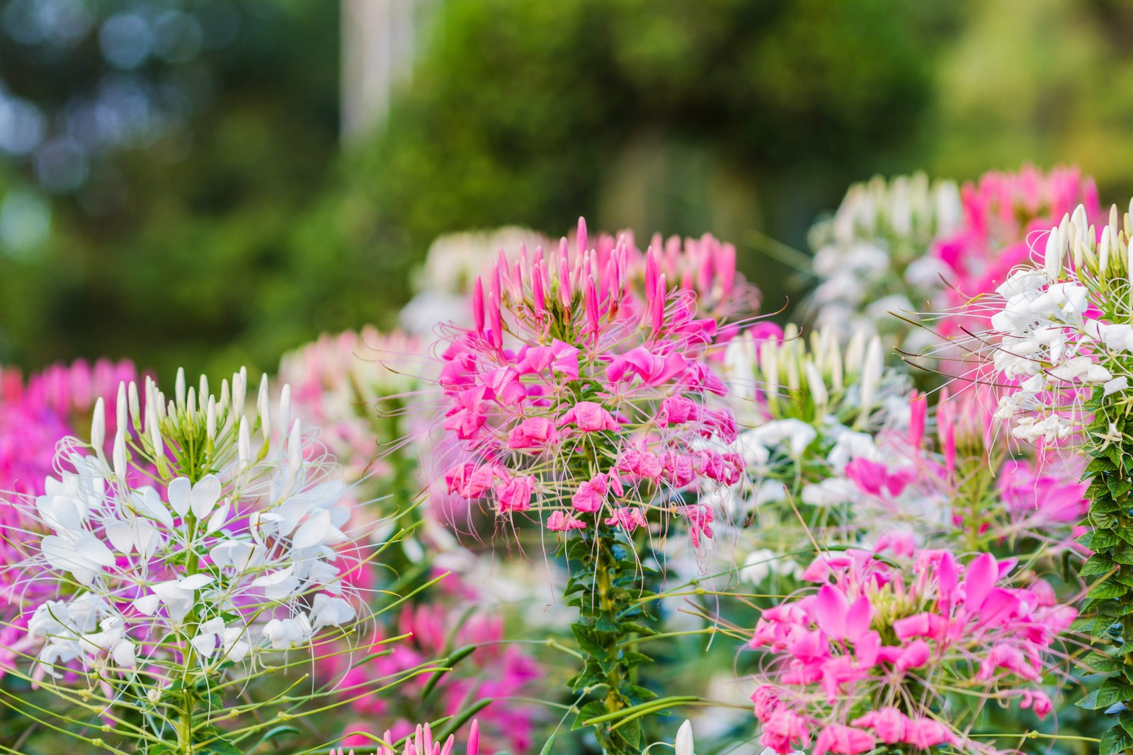 250 MIXED Colors QUEEN CLEOME Hassleriana Spinosa Spider Flower Seeds