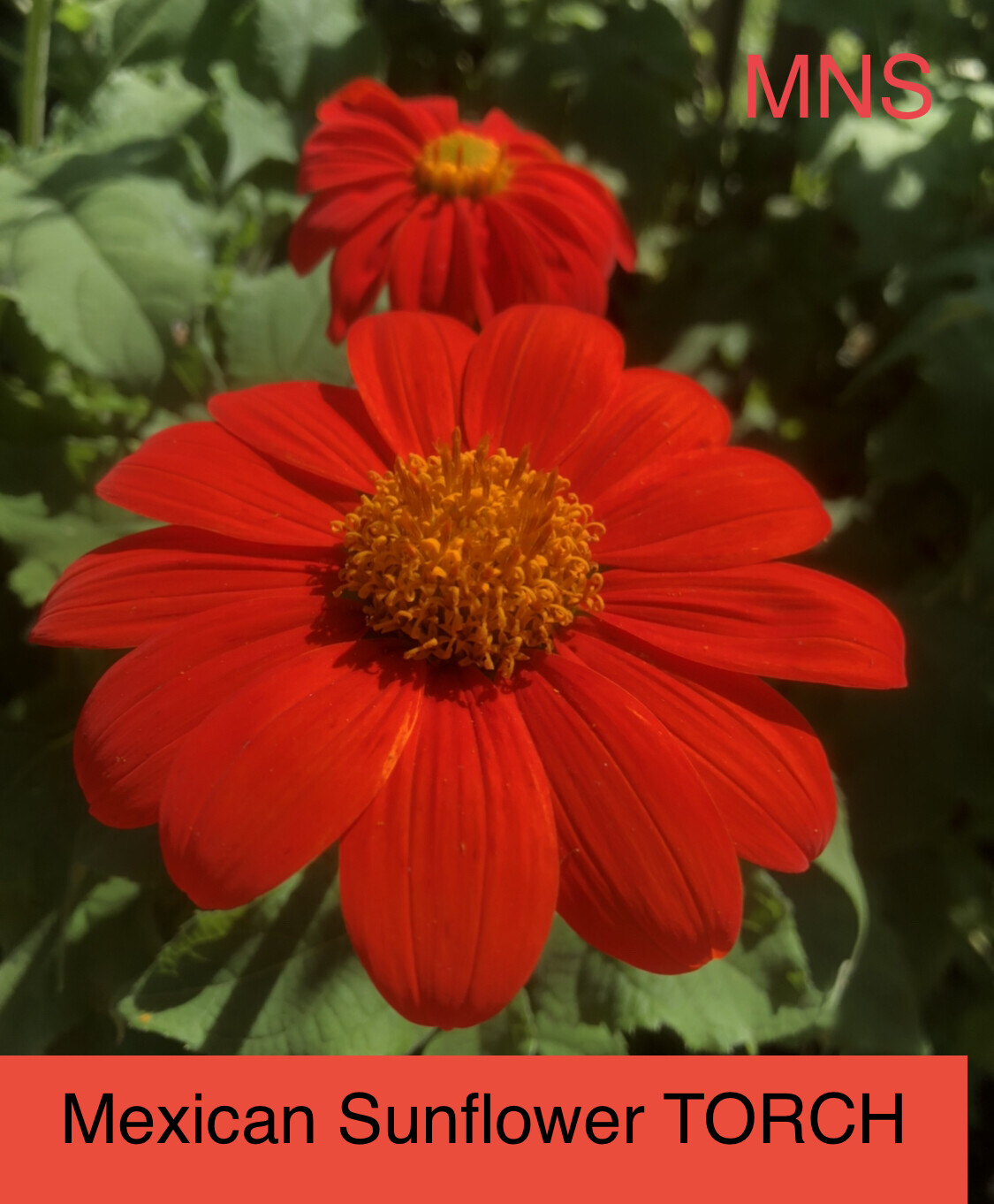 Landscaper’s Pack Sunflower MEXICAN TORCH Tall Honey Bees USA Non-GMO 500 Seeds!