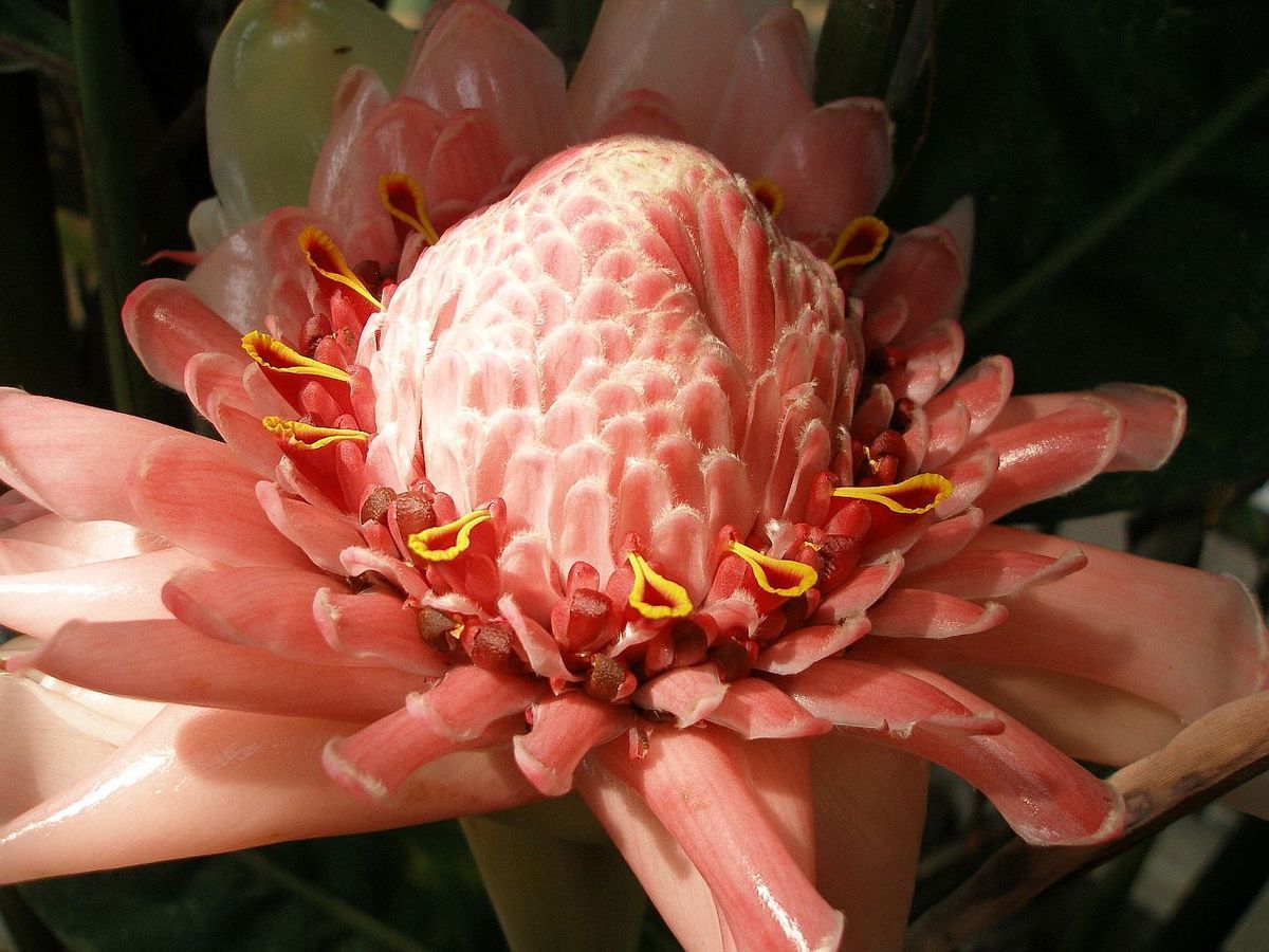 Etlingera elatior Pink Torch Ginger 10 seeds