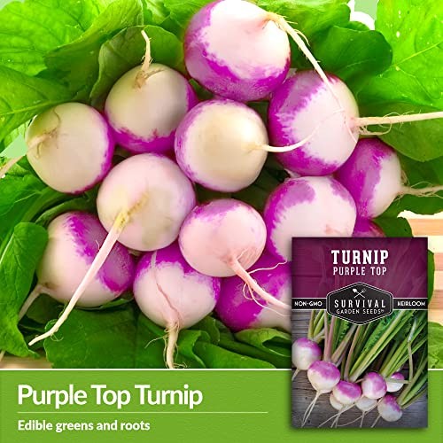 Turnip Seeds for Planting | Purple Top Heirloom Non-GMO Variety | Root 1