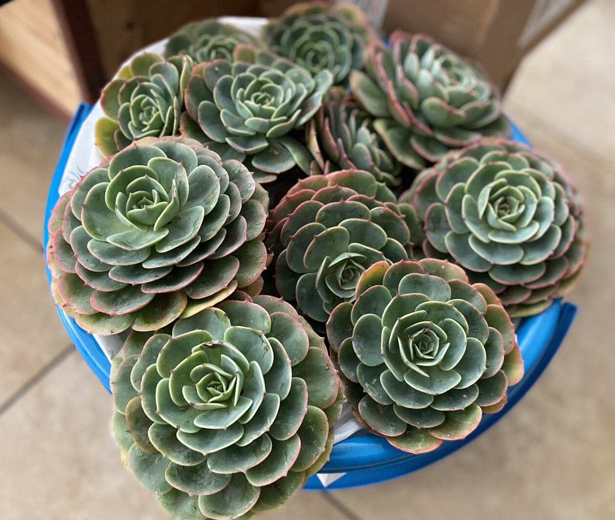 Lot Of 5 Piece GORGEOUS Echeveria Secunda Succulents 3 Inch Wide Cuttings Pack