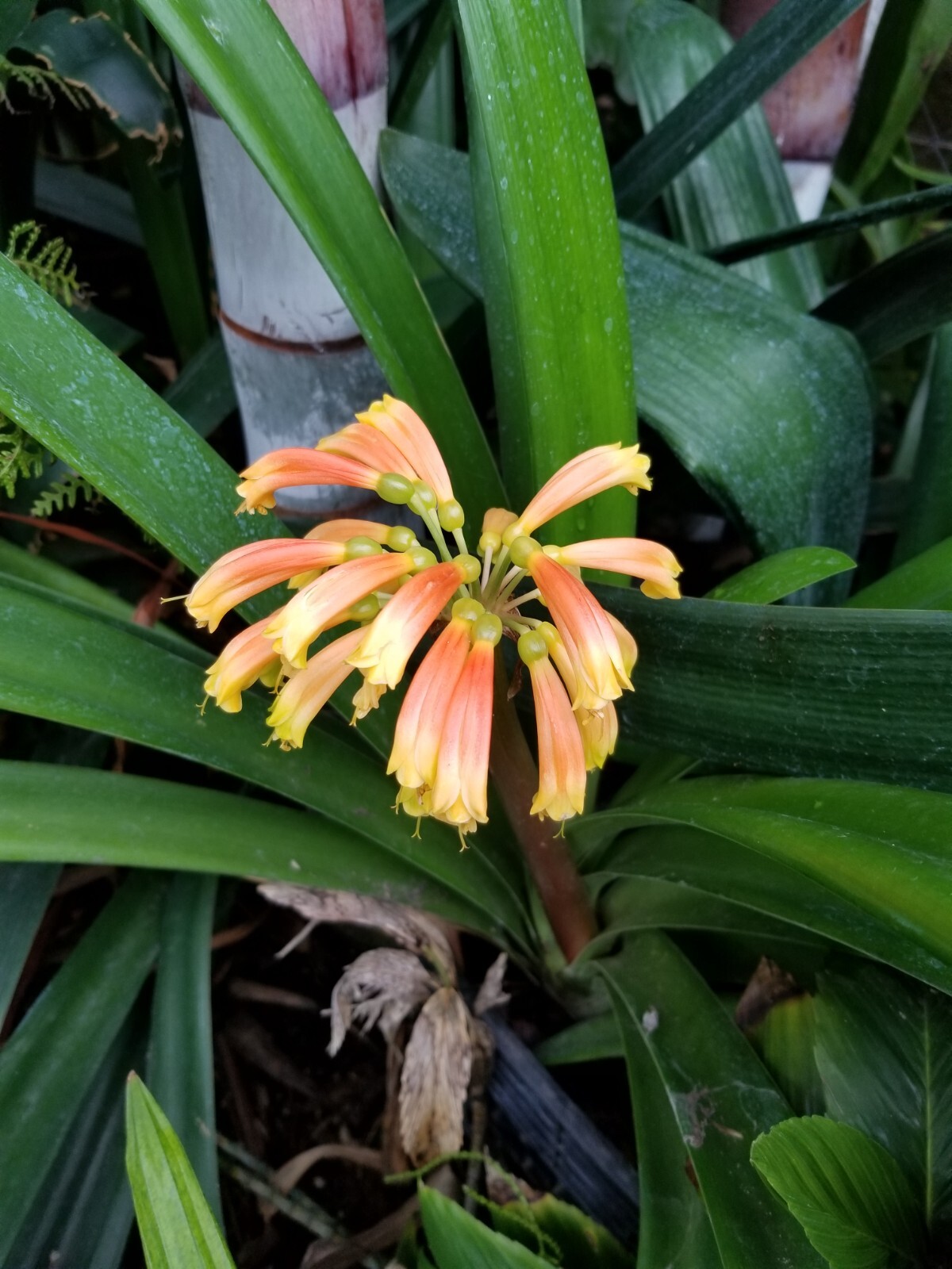 6 Mixed Clivia 3 leaf seedlings