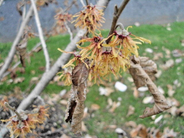 10 AUTUMN EMBERS WITCH HAZEL SEEDS – Hamamelis vernalis