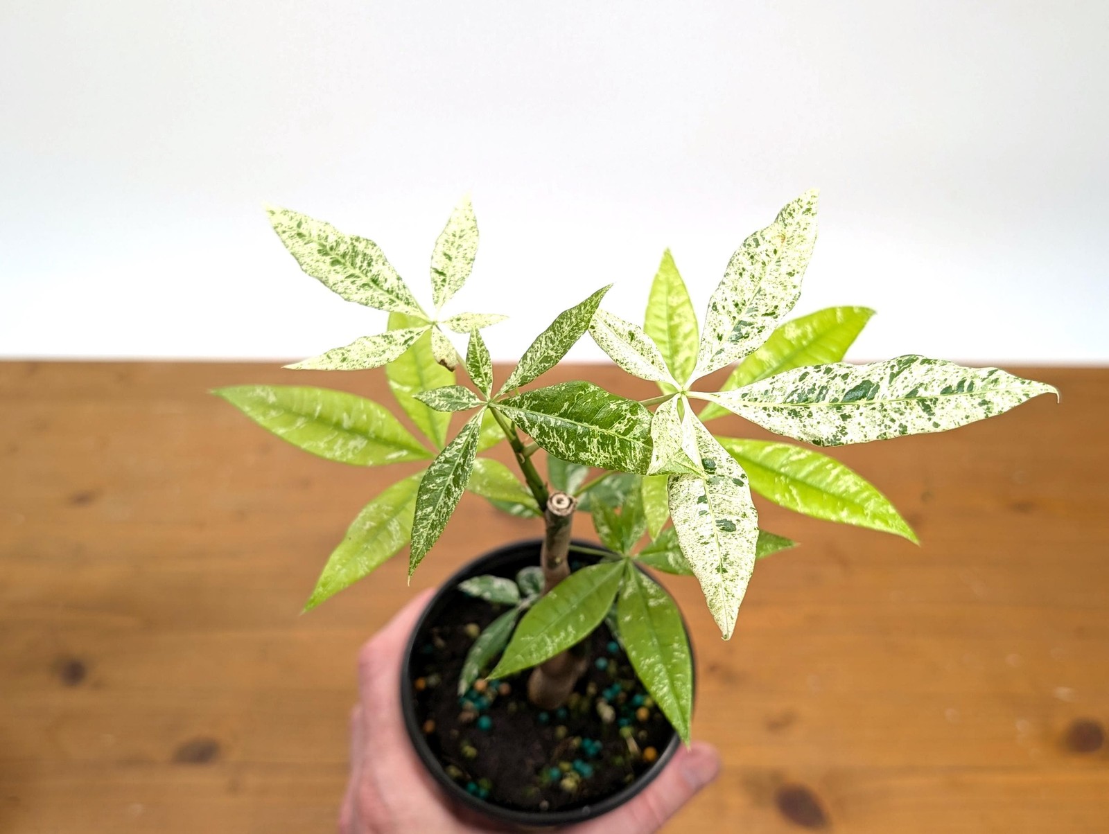 Albo Milky Way Variegated Money Tree (Pachira) 4” pot