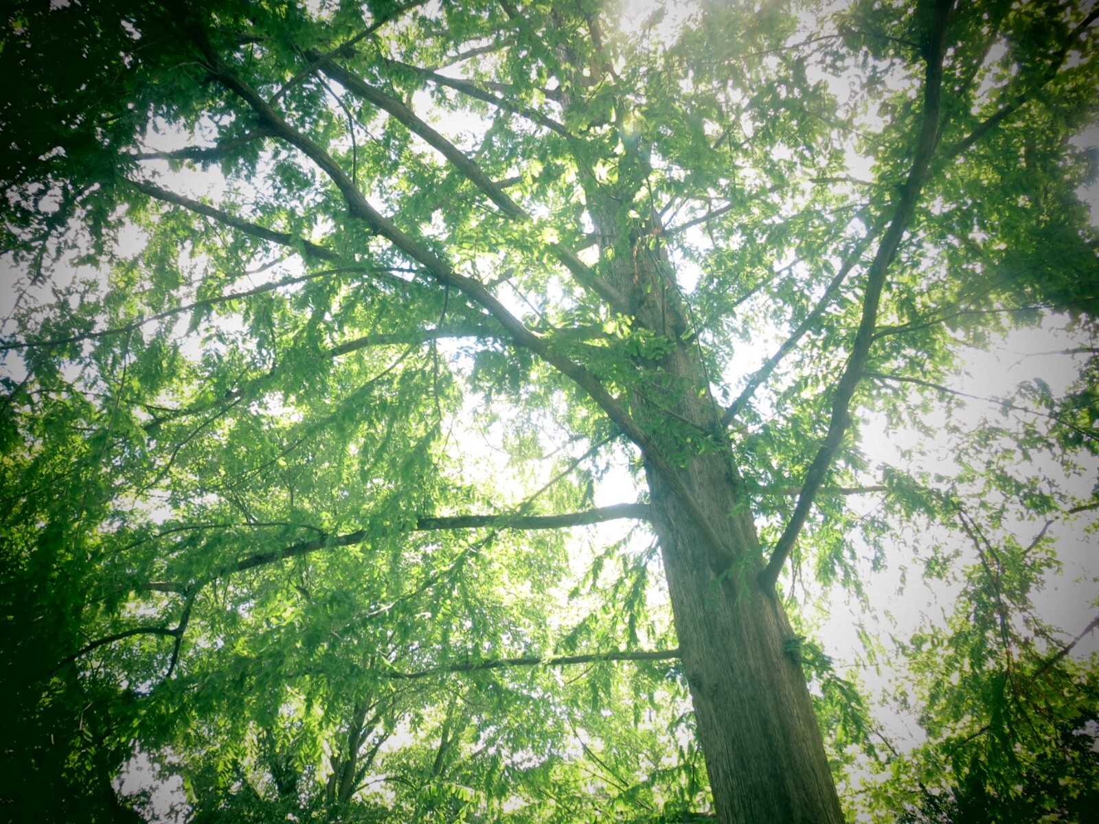 BABY Dawn Redwood Tree – Metasequoia -Starter Plant 