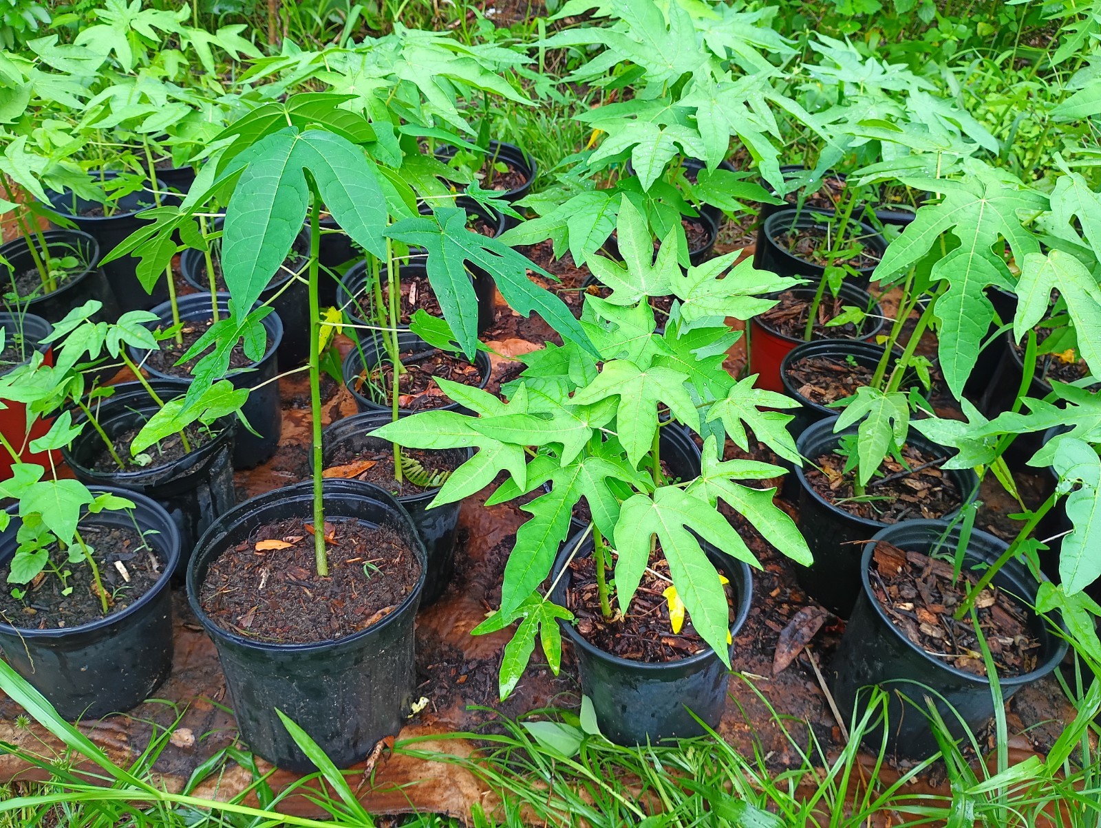 Red Lady Dwarf Papaya Plants 10-18″ Tall BUY 1 GET 1 FREE Organically Grown