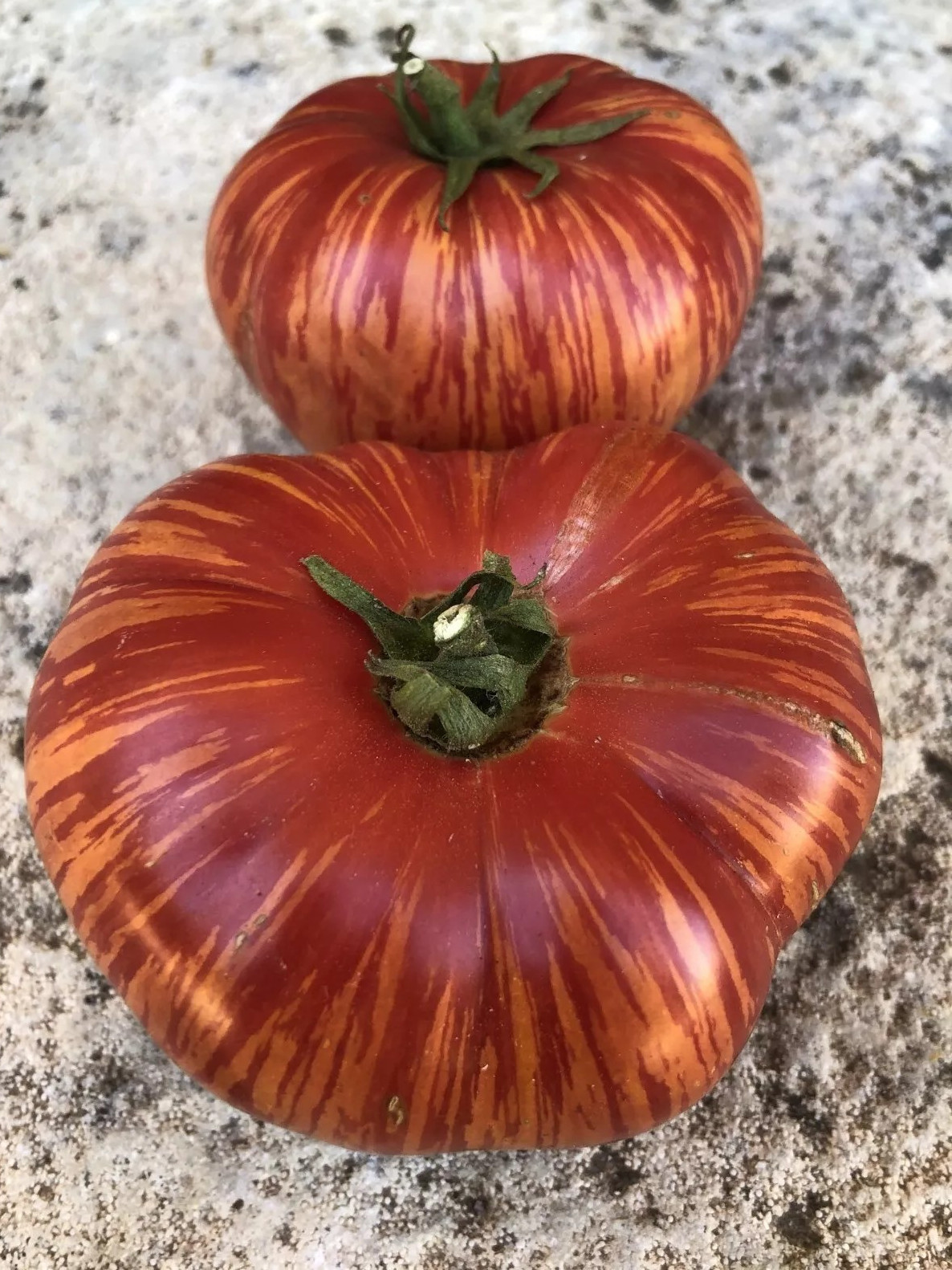 240+ Vintage Wine Striped Tomato Seeds – Beefsteak – Heirloom – HUGE 1 LB – RARE