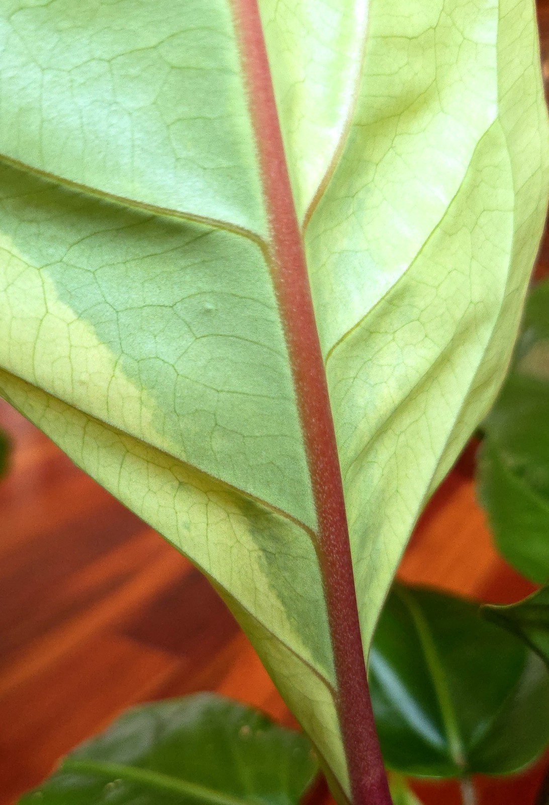 Rare Anthurium Hookeri Variegated 21″ Tall 6″ Pot Not Monstera Philodendron