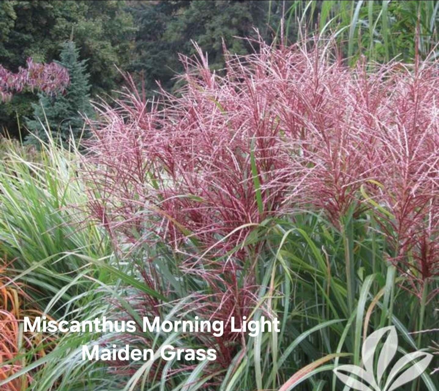 Miscanthus LIVE ‘Morning Light’ Maiden Ornamental Grass Perennial HEALTHY 1G POT
