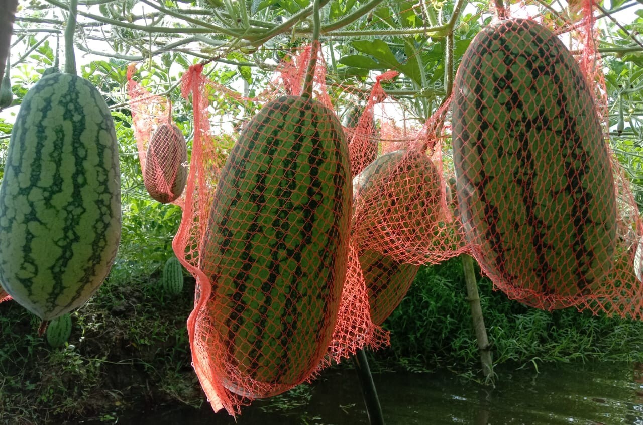 Watermelon Seeds || 10 Bangla Lion Bangladeshi small size watermelon seeds