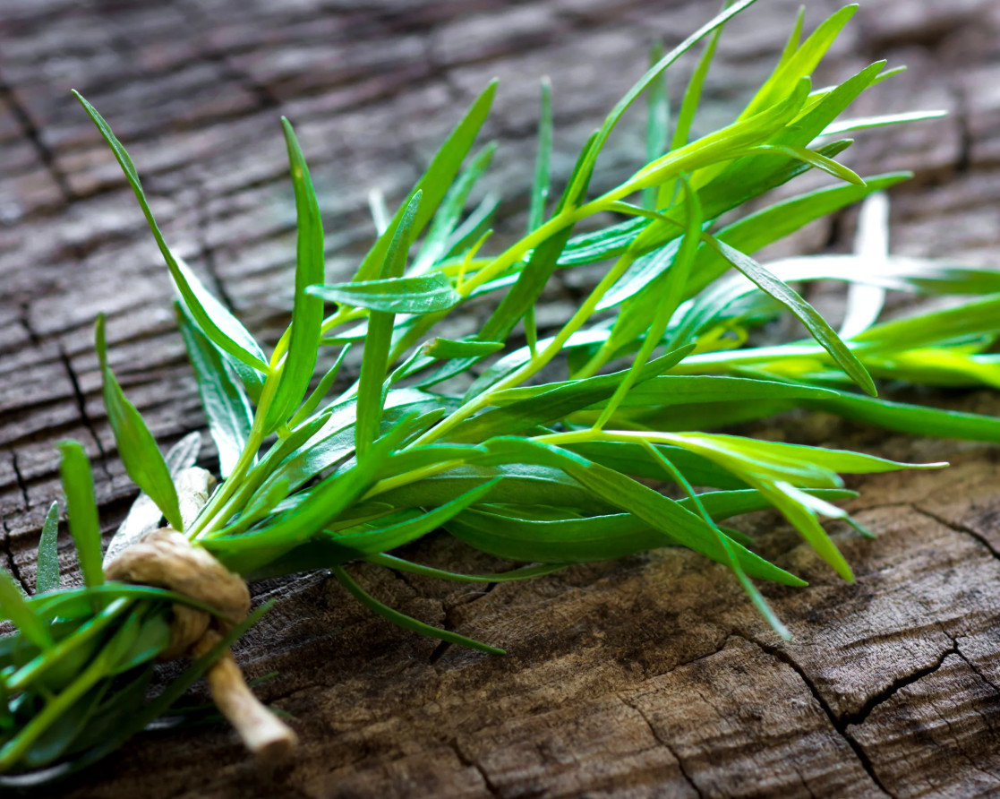2 Live French Tarragon Herb Plugs – 2–5″Tall – Aromatic, Culinary & Easy to Grow
